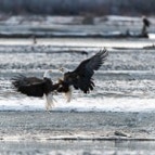Adler, Vögel © Fotografie Diedenhofen